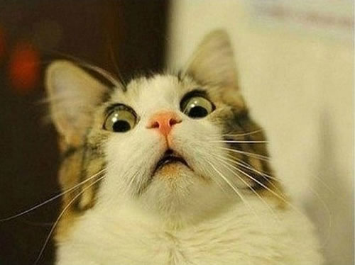 surprised face meme cat