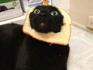 Breading-cats-Q016.jpg