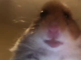 Staring Hamster
