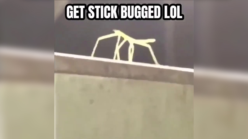 get stick bugged lol что означает мем