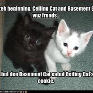 Basement Cat Image Gallery Teh Meme Wiki Fandom