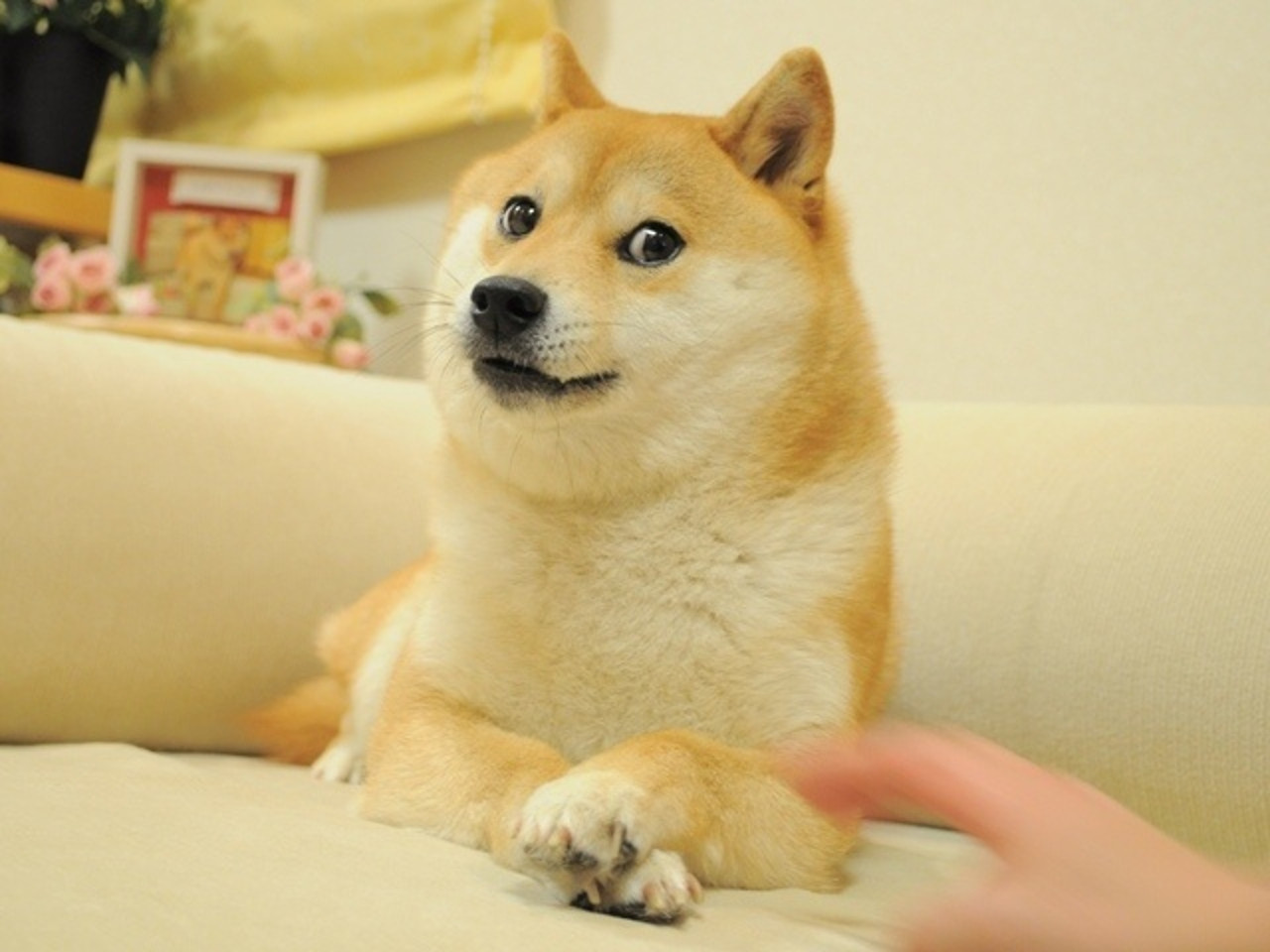 Doge Teh Meme Wiki Fandom - doge dog roblox