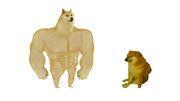 Swole-Doge-vs-cheems