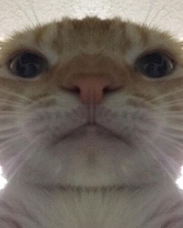 Swag Cat Teh Meme Wiki Fandom