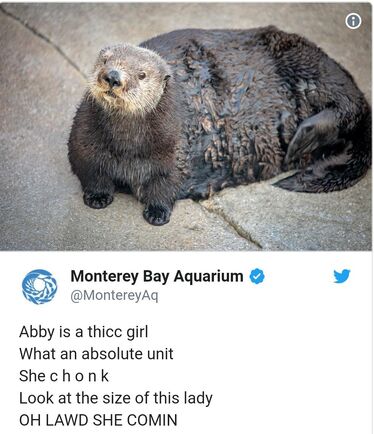 Chonk otter