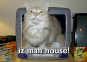 Imaclolcat