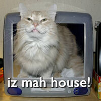 Lolcats Teh Meme Wiki Fandom
