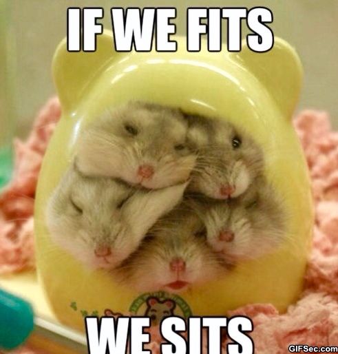 If We Fits We Sits Teh Meme Wiki Fandom If We Fits We Sits Teh Meme Wiki Fandom