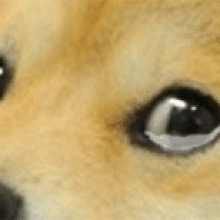 Doge Gif Doge Know Your Meme