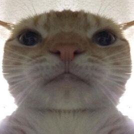 Swag Cat