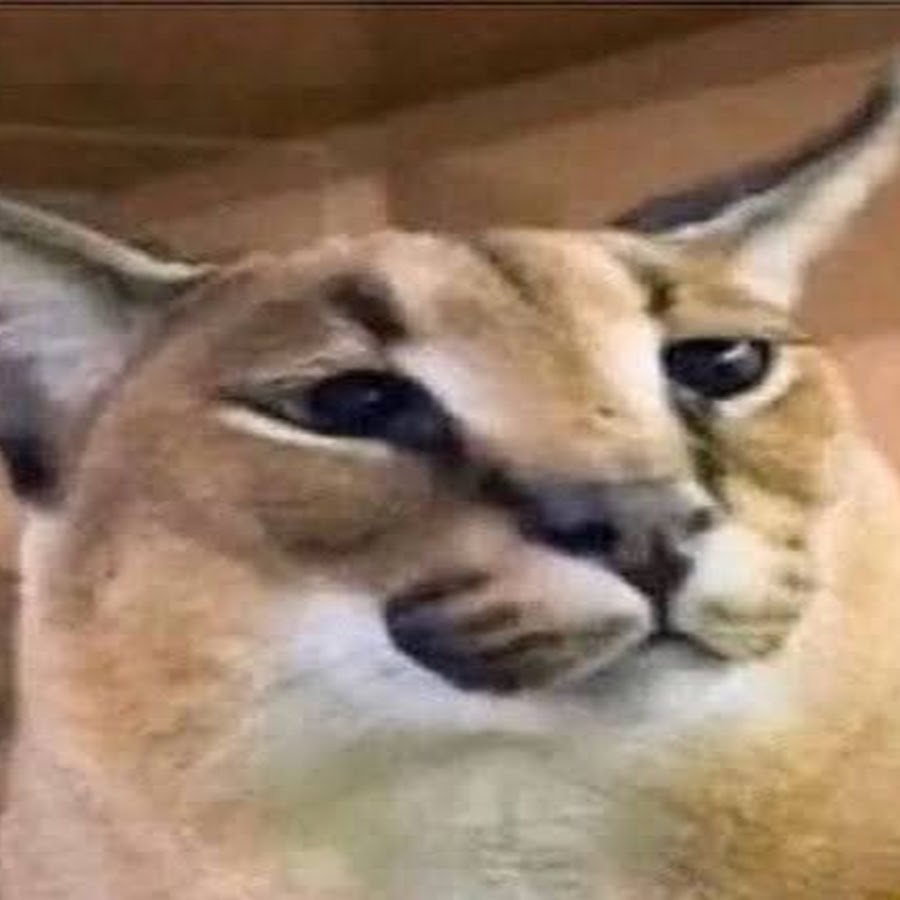 Big Floppa, el gato salvaje que se convirtió en un meme  En una casa  hogareña se encuentra la mascota más impresionante. Es Gosha, un caracal  domesticado. Juega y comparte con otros