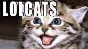 LOLcats