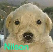 Nilson.jpg