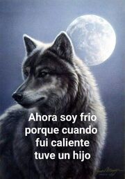 Memes de lobos