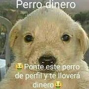 Perro Dinero