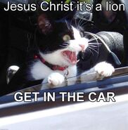 Jesus Christ It's a Lion Get In The Car - meme 2