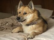 Doge 2