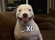 Perro . .XD