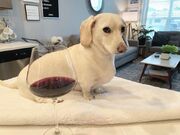 Homophobic Dog