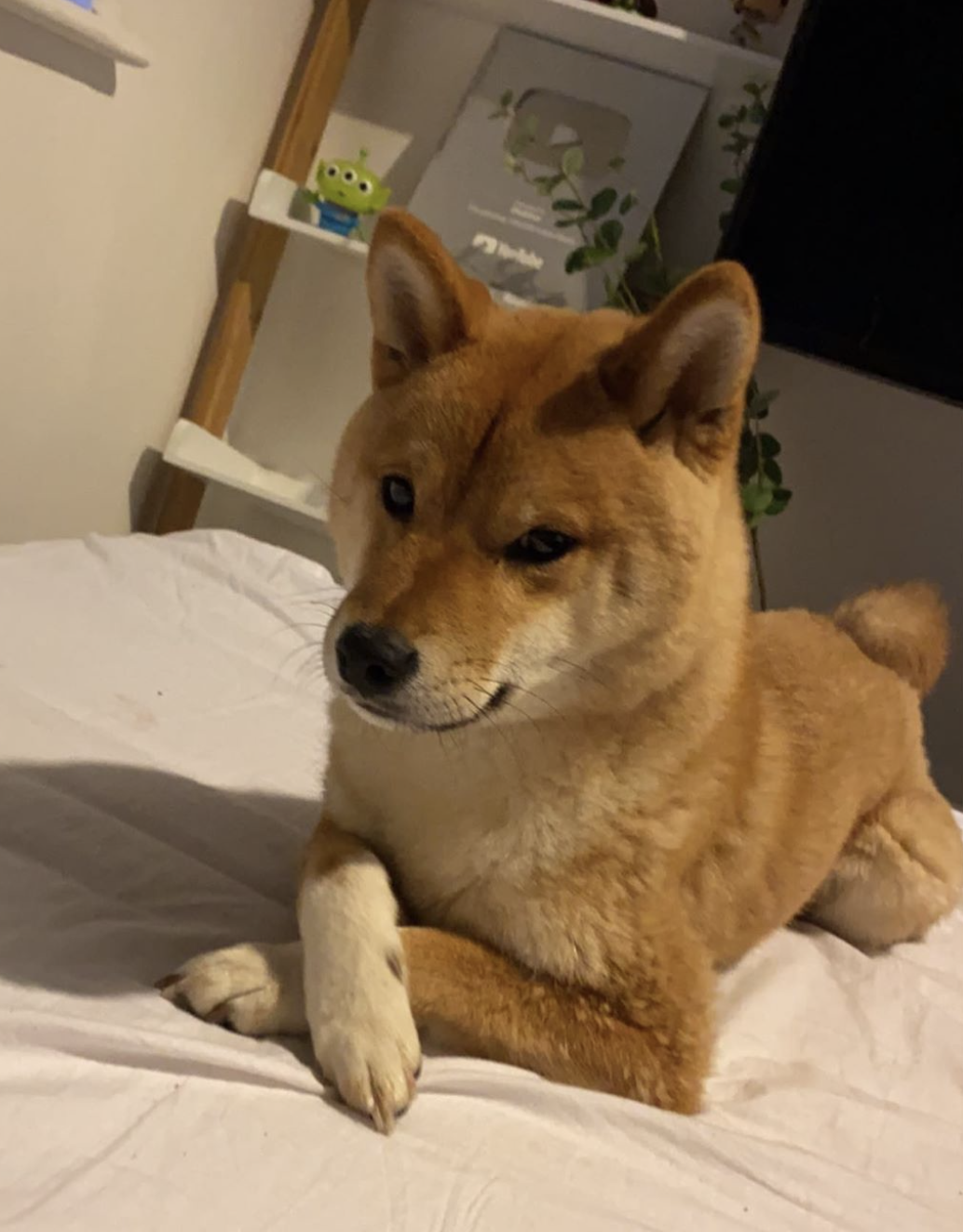 Shiba Inu  The Fandom Post