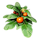 T ICO Resource plant.png