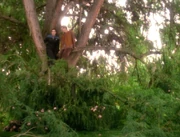 Dax and Deral on a tree