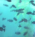 Cetacean Institute fish