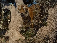 Tiger.jpg (200 KB) Der Tiger