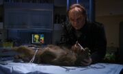 Phlox (mirror) testing animal