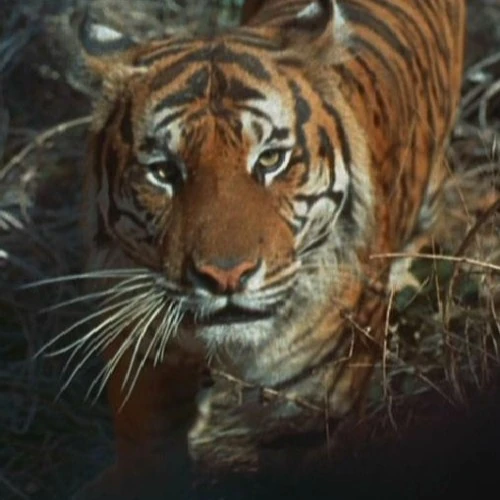 Bengal tiger