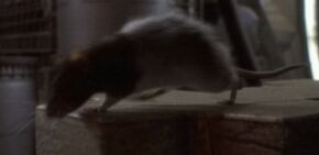Odo as a rat