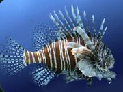 Lionfish