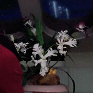 A plant with white flowers in the starboard lounge (TNG: "Justice")