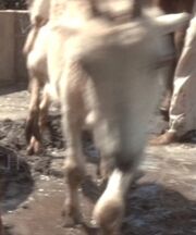 Eine Ziege von Ba'ku.