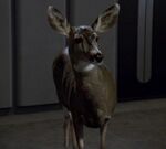 Deer, Waking moments