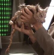 Cardassian vole