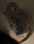 Skull of a creature with a single, curled horn