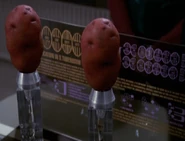 Azan and Rebi's cloned potatoes