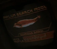Phylum search mode - Beardius baerdi.jpg (15 KB) Beardius baerdi