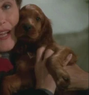 Irish Setter puppy.jpg (19 KB) An Irish Setter puppy