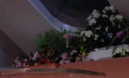 Several flowers and plants in Toya's quarters/guest quarters (TNG: "When The Bough Breaks", "Home Soil", "Coming of Age", "Conspiracy", "The Neutral Zone")