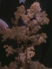 A dead Idran hybrid.