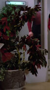 A large plant with red leaves (TNG: "We'll Always Have Paris", "Conspiracy")