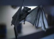 Pyrithian bat