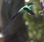 Ba'ku hummingbird
