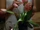 Baneanische Blume.jpg