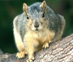 Fox squirrel