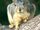 Fox squirrel