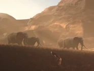 Groupe d'éléphants