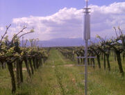 Callaway vineyard & winery